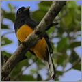 Bird in the Amazonas rainforest of Ecuador