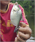 Pyranha fishing in the cuyabeno river - Ecuador