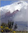 Cotopaxi national park vegetation (Ecuador)