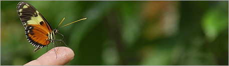 Butterfly in Mindo - Ecuador (butterfly farm)