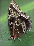 Butterfly in Mindo - Cloud forest Ecuador