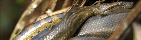 Anaconda taking a sunbath in the cuyabeno river