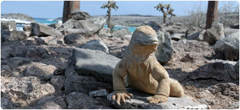 Galapagos Tour Ecuador - Leguane