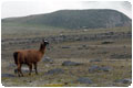 Sintaxis Tours Ecuador: Excursions departing in Quito to the Cotopaxi national parc