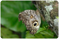 Nebelwald in Mindo (Ecuador): Schmetterlinge, Kolibries und zahlreiche Vogelarten