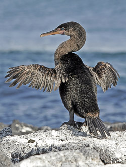 cormorant.jpg