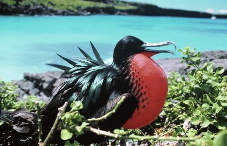 frigatebird.jpg