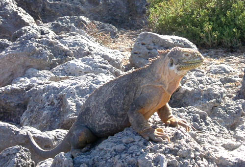 land iguana.jpg