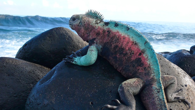 marine iguana.jpg