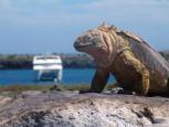 treasure gps iguana.jpg